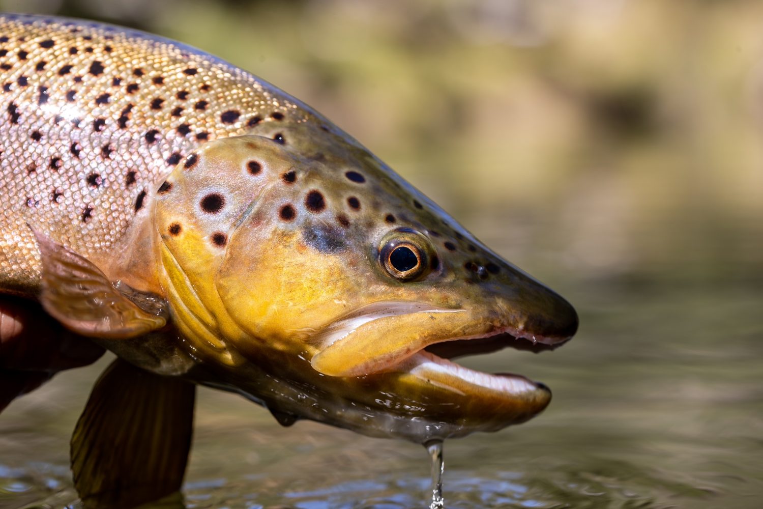 Fishing in Patagonia